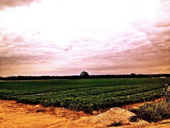 Agricultural field against sky