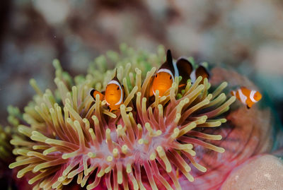 Close-up of fish in sea