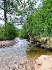 Stream flowing amidst trees in forest