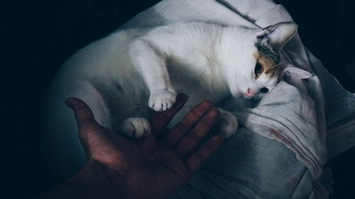 Cropped image of hand touching cat