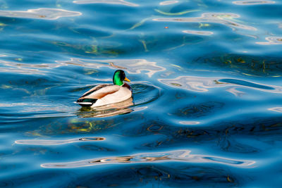 Man swimming in a lake