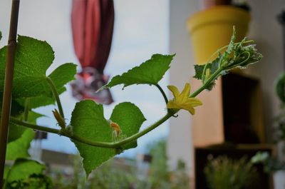 Close-up of plant