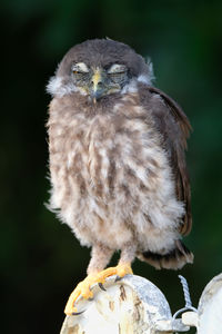 Close-up of owl perching outdoors
