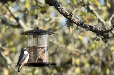 Close-up of nuthatch eating bird food