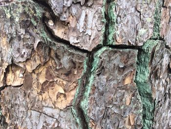 Full frame shot of tree trunk