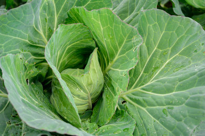 Full frame shot of cabbages growing at vegetable garden