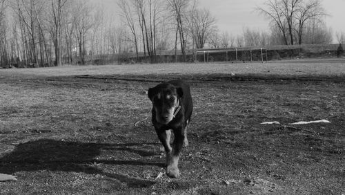 Portrait of dog on field