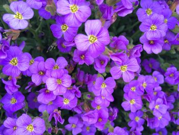 Full frame shot of purple flowers blooming outdoors