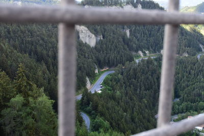 View of birds flying through trees in forest