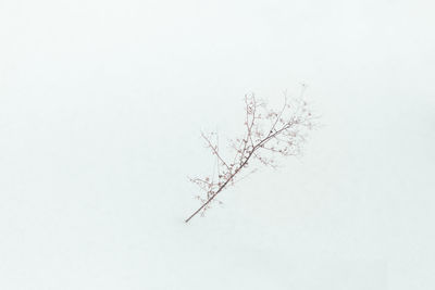 Close-up of bare tree against clear sky