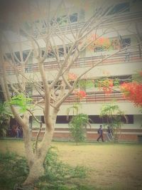 Plants growing in front of building