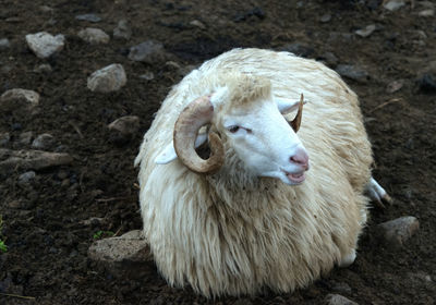 High angle view of sheep on field