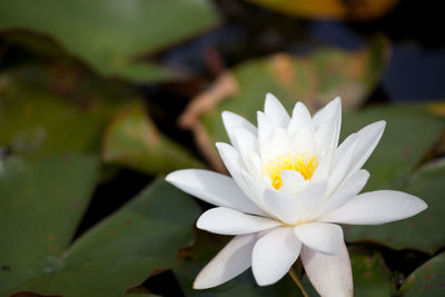 Close-up of white frangipani blooming outdoors