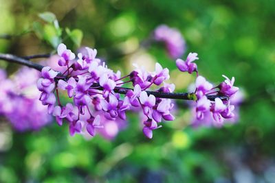 Close-up of purple lavender flowers