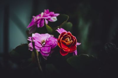 Close-up of pink rose bouquet