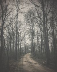 Bare trees in forest