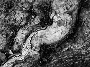 Full frame shot of tree stump