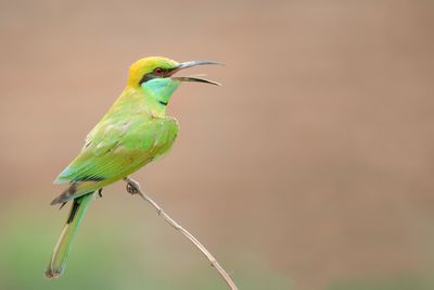 Close-up of a bird perching on twig