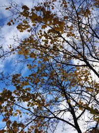 Low angle view of tree against sky