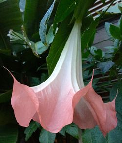 Close-up of flowers