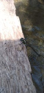 Close-up of insect on rock