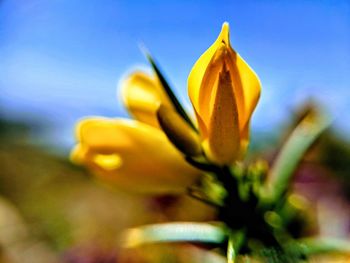 Close-up of yellow flowering plant against sky