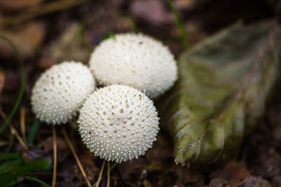 Close-up of mushrooms