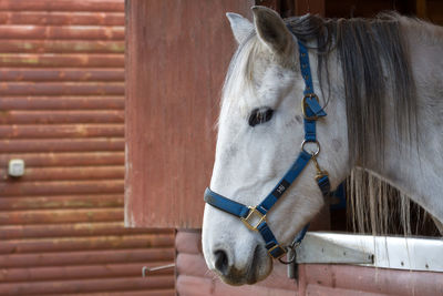 Close-up of horse in stable