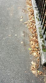 High angle view of leaves on road