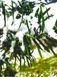 Close-up of frozen plant during winter