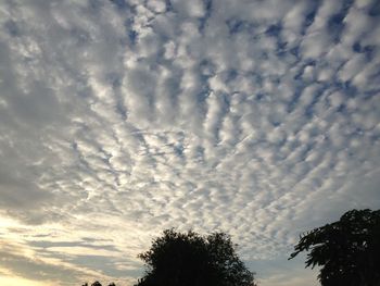 Low angle view of silhouette trees against sky