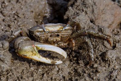 Close-up of crab on sand