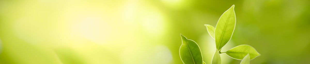 Close-up of fresh green plant