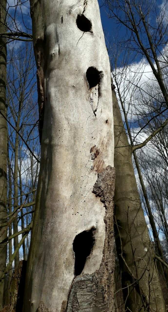 tree, plant, bare tree, low angle view, tree trunk, no people, trunk, nature, art, sculpture, day, branch, winter, sky, outdoors, representation, architecture, craft, creativity, human representation, leaf, history, wood, statue