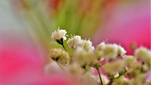 Close-up of pink flowering plant