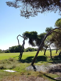 Trees on field against clear sky