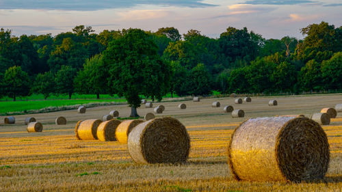 Hay bales on field by trees against sky