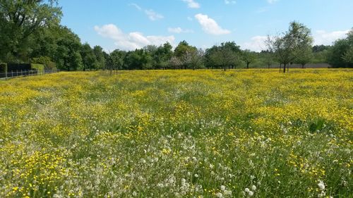 Scenic view of field against sky