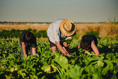 Unrecognizable male farmer in hat working in field with kids and together picking ripe zucchini in summer day in countryside
