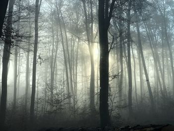 Sunlight streaming through trees in forest