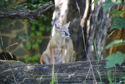 Portrait of fox in forest