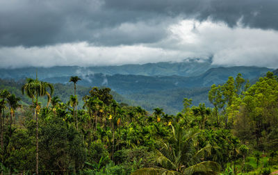 Forest dense with mountain background and dramatic cloud