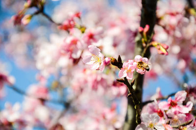 Close-up of pink cherry blossom