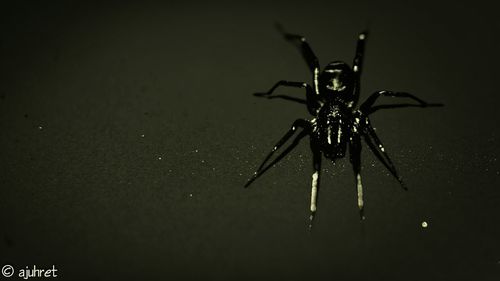 insect