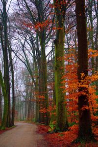 Trees in forest during autumn