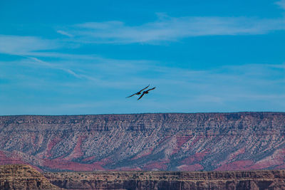 Bird flying over landscape