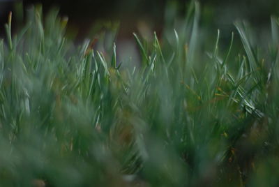 Close-up of grass growing in field