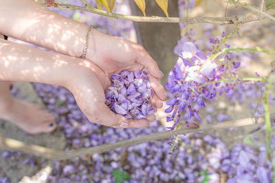 Close-up of hand holding purple flowering plant