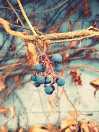 Close-up of fruits hanging on tree