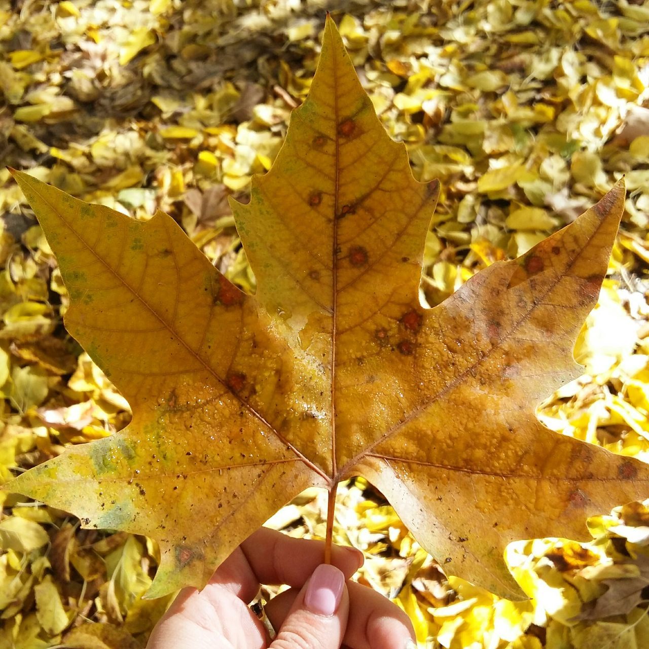 leaf, autumn, personal perspective, change, leaves, season, dry, part of, low section, person, leaf vein, unrecognizable person, maple leaf, nature, fallen, lifestyles